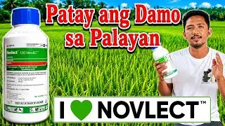 NOVLECT 120 NeoEC HERBICIDE | Paraan Ng Paggamit | 8-14 days pagkatanim | 15-20 days pagkatanim