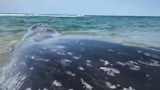 On May 11, 2023, I was walking with my dog Ferris and found two beached whales