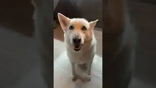 Кайфушница 😋#хаски #собакен