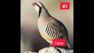 ОВОЗИ КАБК БАРОИ ШИКОР