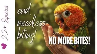 Conquer BITING! Teach Your Baby Parrot Not To Bite | 