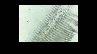 sardinha ao microscópio