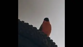 снегирь поет