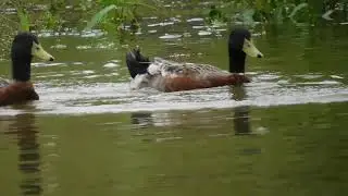 Nikon B600 Birding Domestic Duck....From kasarsai lake