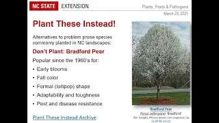 PPP March 2021 | Ornamental Plants for Phytophthora-infested Landscapes