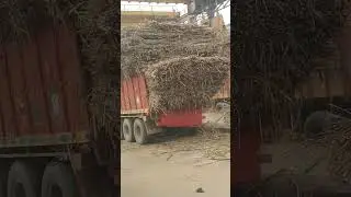 pisa #trendingshorts #trending ##farming 💪💪