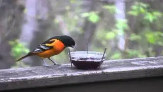 JUST ORIOLES