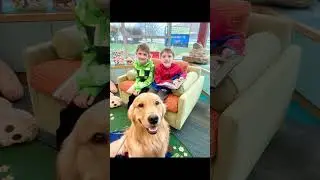Ocean’s Day at the Library 📚🐾 #therapydog #readtome #library #reading #storytime #goldenretriever