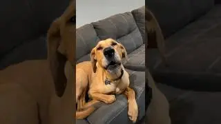 This dogs reaction to this movie😂#dogs #shorts