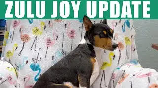 Basenji Zulu's Dental Update!