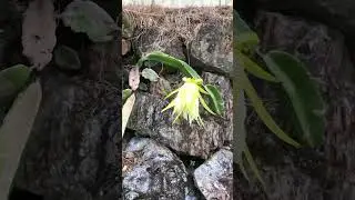 Dragon fruit flower
