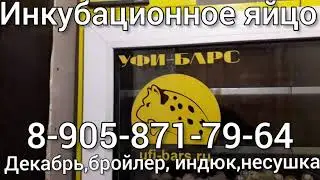 Инкубационное яйцо Декабрь.Бройлер ,индюк,несушка
