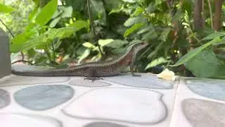 the lizard eats a banana. Ящерица ест банан видео ящерицы
