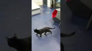 приют для кошек Спб 