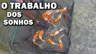 O TRABALHO DOS SONHOS DE TODO AQUARISTA canal saalada