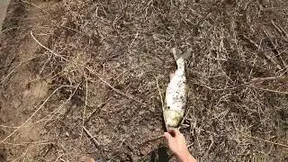 BACK WATER SNAGGING WITH TRAPPER J. EPIC CARP BATTLES ON LIGHT TACKLE.