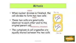L.C. Biology Mitosis Functions