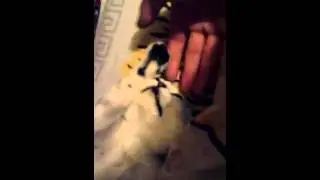 Cat Милый шотландский кот