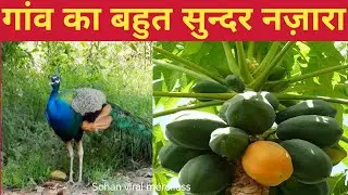 Village Lifestyle | Beautiful View | Indian vlogger | Indian vlog video #video #indianvlog