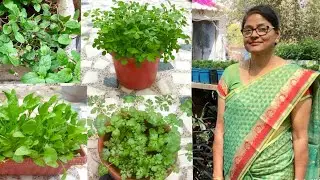 Organic Kitchen Garden : How to grow organic vegetables