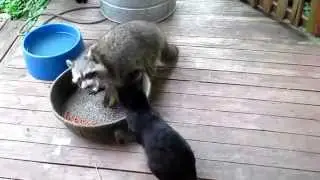 Супер-топ прикол.Енот отбирает еду у кошки.Март 2015.Raccoon unphased by cat smack