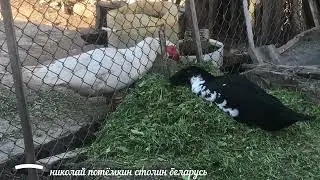 Муларды Утка мулард