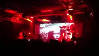 Dolphin - Собака
