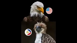 Bald Eagle vs. Philippine Eagle ( A Comparison)