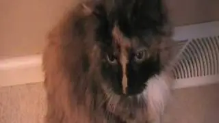 Turkey With Whiskers! (Mia)