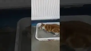 Украли ГоBHо...