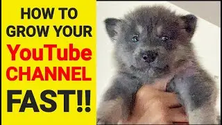 How to Grow Your YouTube Channel FAST!! - How I Did it