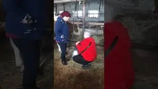 Пульсатор на доильном аппарате. Специалист Протектфид проводит аудит фермы. Доильный аппарат, аудит.