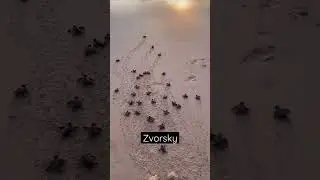 БУДУЩИЕ НИНДЗЯ ЧЕРЕПАШКИ - МАЛЕНЬКИЕ ЧЕРЕПАХИ БЕГУТ В МОРЕ