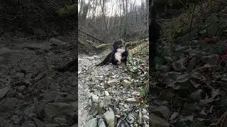 Балу устал !