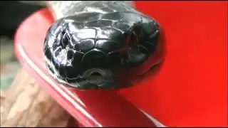 chappell Island tigersnake