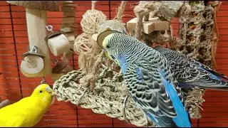 9 hours of budgie sounds