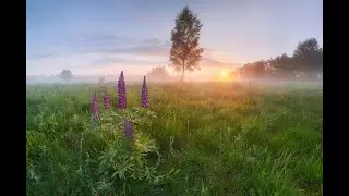 Чётырёхлистник на счастье.