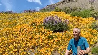 California Wildflower Superbloom  Has Started