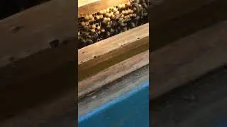Расширение вторым корпусом для сбора меда.