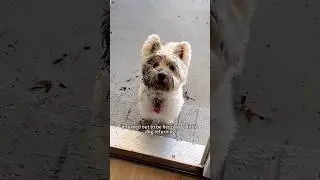 A dog playing in the mud 