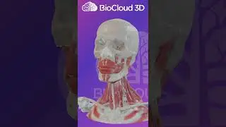 Introducing the new interactive head and neck model in BioCloud3D.