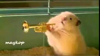 Hamster jazz grubu