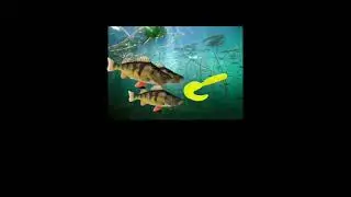 #рыбалка #рыба #fishing