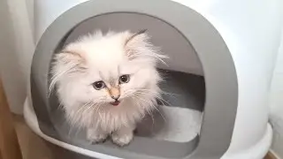 A Day in the Life of a Kitten Bella | What do Cats like To do?