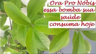 Ora pro nobis, essa planta bomba a tua saúde  Consuma hoje e veja os resultados!