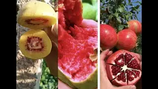 Farm Fresh Ninja Fruit Cutting #1  || 超新鲜的水果切割 || Нарезка фруктов || フルーツカット
