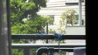 ハンガーをカラスが持ってった！