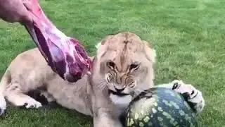 LION EATS WATERMELON AND DOESN'T WANT MEAT! (NOTHING UNUSUAL) 