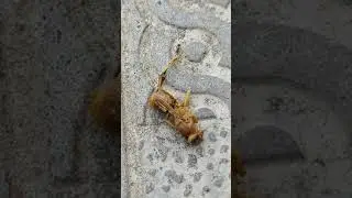 Китайская пчела не смог  противостоят!!!!