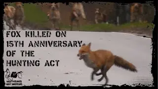 Fox killed day after the 15th Anniversary of the Hunting Act